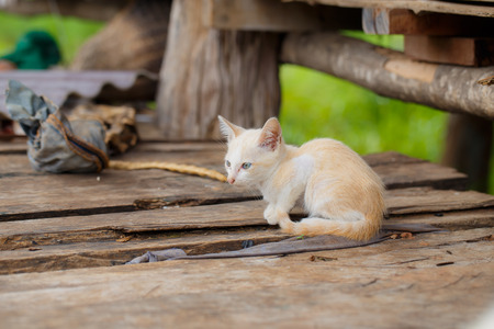 White stray kitten unattended.の写真素材