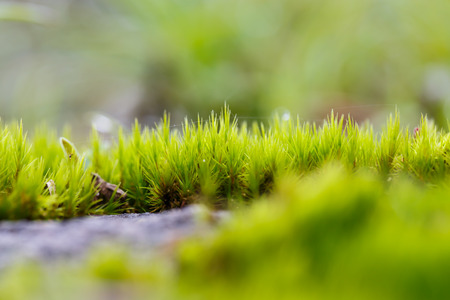 green mos on the treeの写真素材