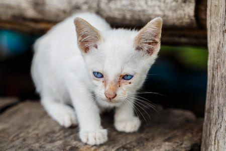 White stray kitten unattended.の写真素材