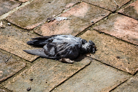 Remains of dead pigeons on the ground
