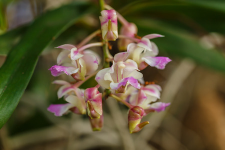 Orchid Thai in garden