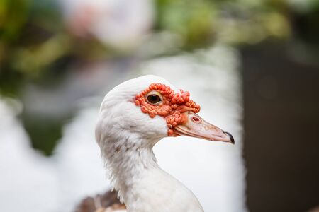 Closeup duck head portraitの写真素材