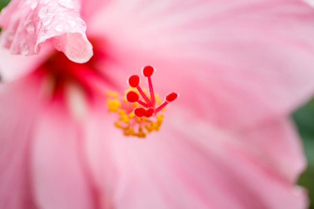 Water droplets on a pink hibiscus flowerの写真素材