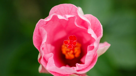 Water droplets on a pink hibiscus flower