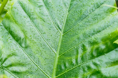 Rain drops on the leaves Bon.