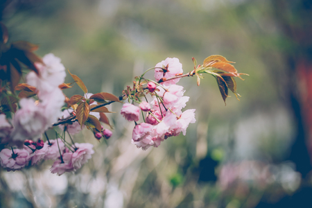 Pictures of Sakura moving by the wind.の写真素材