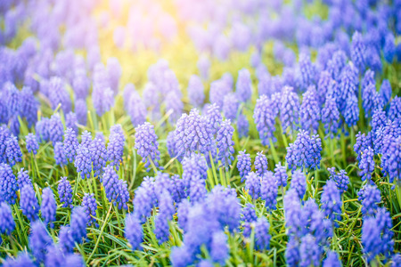 Muscari flowers in the garden with morning sun.の写真素材