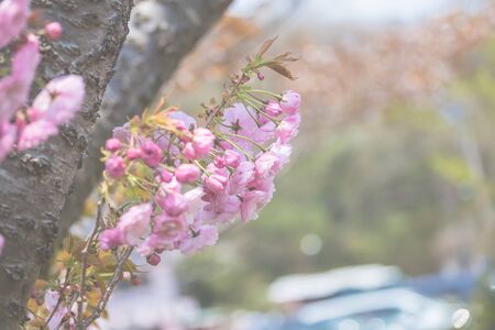 Pictures of Sakura moving by the wind.