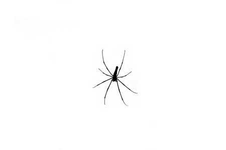 spider isolated in white backgroundの写真素材