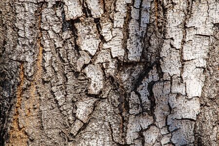 Patterned tree bark texture