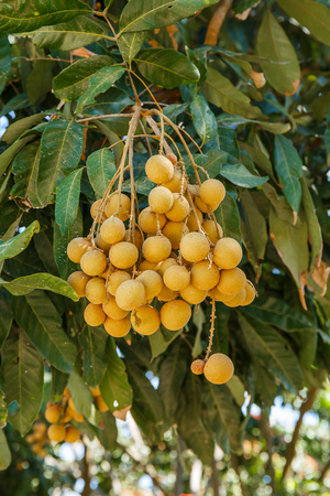 Longan on the tree
