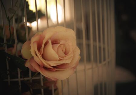 Pink roses made of clothの写真素材