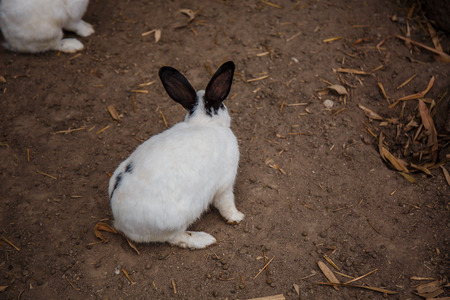 White Rabbit black eye sitting on the floor.
