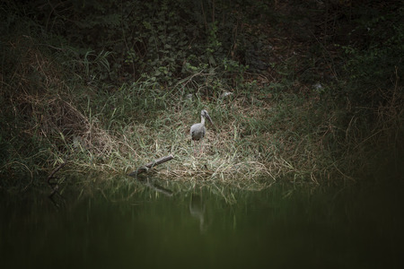 Openbill birds are on the canalの写真素材