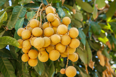 Longan on the treeの写真素材