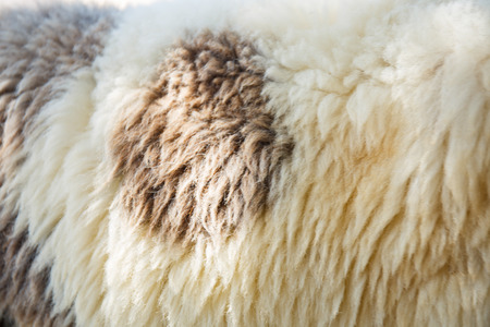 Abstract fleece texture background.の写真素材