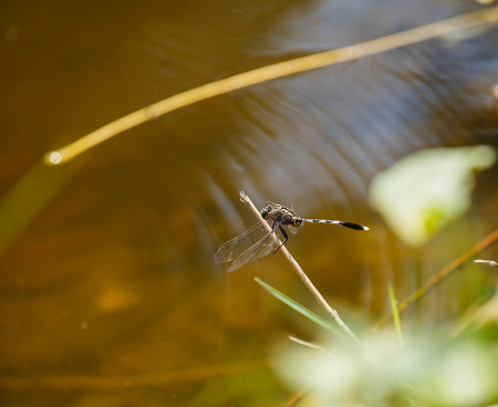 Dragonflyの写真素材