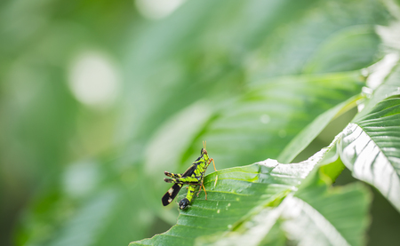 Monkey Grasshopper ( Erianthus serratus ) in the forests.の写真素材