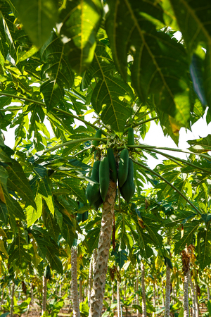 papayas hanging from the tree.の写真素材