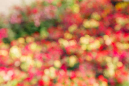 blur flower background in gardenの写真素材
