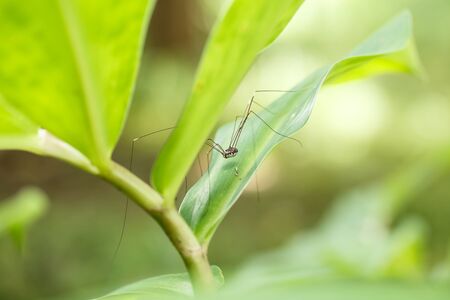 Long leg spider in nature.の写真素材