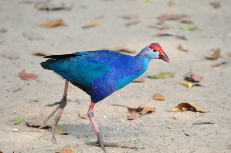Porphyrio is the swamphen genus of birds in the rail family.の写真素材