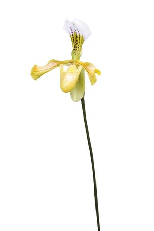  Paphiopedilum lawrenceanum isolate over white backgroundの写真素材