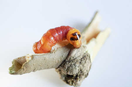 Round Headed Borer larva. Wood worm.の写真素材