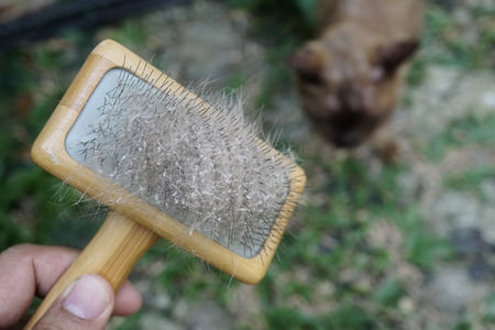 Cat skin and hair on brush after grooming. Hair an skin problem on cat.の写真素材