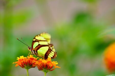 green Butterfly on a orange Flower in summertimeの写真素材