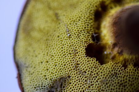 close up of the mushroom bottom with lamellar
