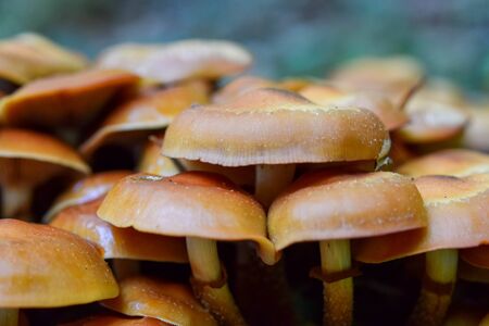 Autumn landscape with forest mushrooms. Nature backgroundの写真素材