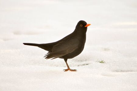 Female blackbird isolated on white, snowy background in the gardenの写真素材