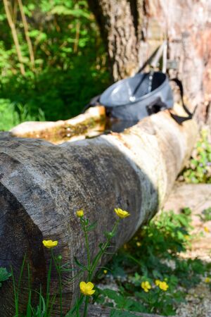 Fill a busket with fresh water from natural stream in forest of camping, Switzerland. In front of the wooden fountain is a makro picture af a beautiful yellow flowerの写真素材