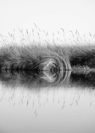 Lake and river landscape. Reef reflection in water, mocnochrome and geometric picture, taken in the okovango river delta, botswanaの写真素材