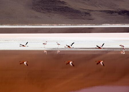 Flying flamingo group is reflecting in the colorful salt lake, which is main attraction for tourists in the bolivien highland. Altiplano in south americaの写真素材