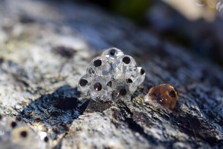 Close up of frog spawn frog eggs which was found on the shore, spring