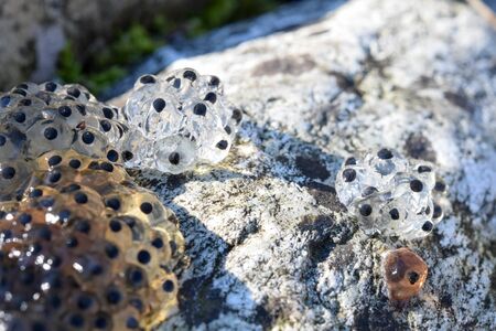 Close up of frog spawn frog eggs which was found on the shore, spring