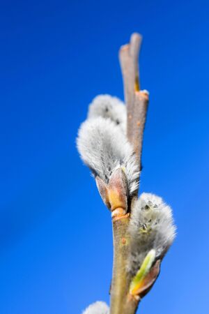 Close up to a willow tree twig in front of the blue sky in spring time, Europeの写真素材