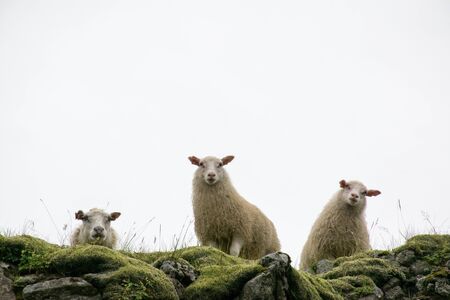Three sheeps on a cliff looks down - looks like they try to treat you from above