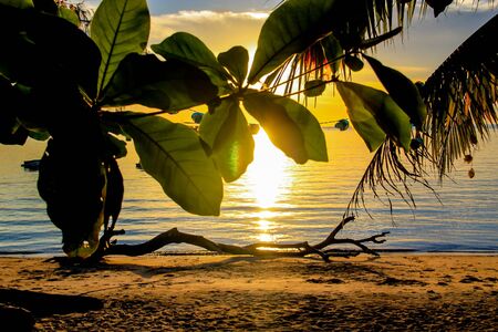 Beautiful sunset above the sea of Thailand - leaves and tree in front, Asiaの写真素材