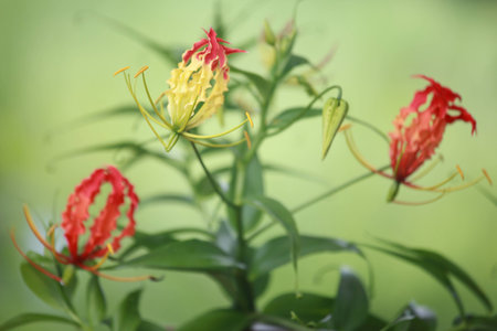 Flower of Thailandの写真素材