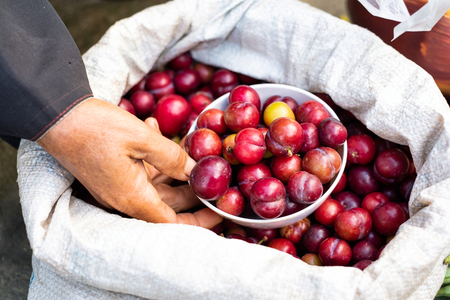 A cup of cherries is picking up from large sackの写真素材