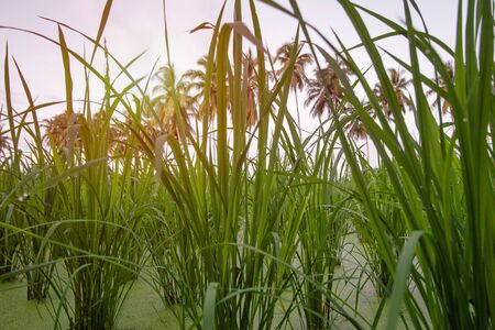 Nature background. Green texture of rice field with row of coconut palm trees at sunset.の写真素材