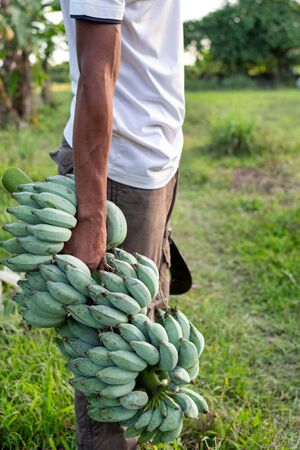 Thai farmer and a bunch of green banana in garden. Agriculture concept.の写真素材