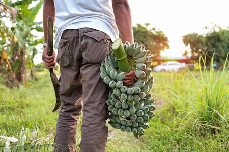 Thai farmer and a bunch of green banana in garden. Agriculture concept.の写真素材