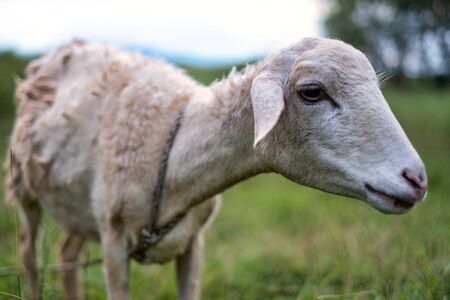A thin local sheep from Thailand was taken close-up shot at sunsetの写真素材