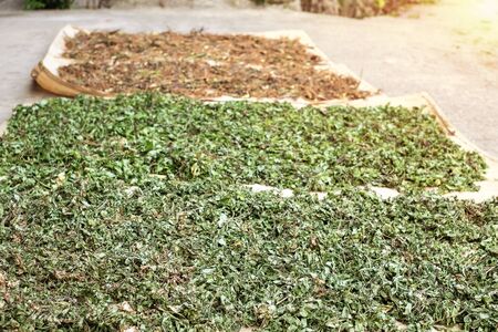 Tea leafs placing for sun bath. Dried tea leafs.. with sun lightの写真素材