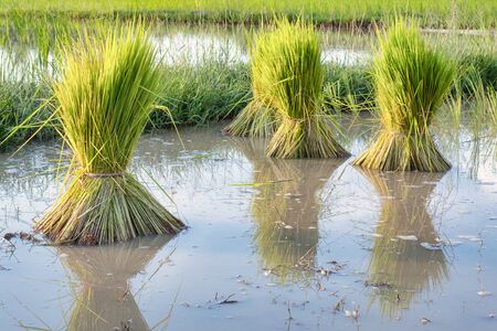 Rice seedling was withdrew for preparation to plant in Thailandの写真素材