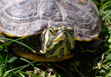 acquatic turtleの写真素材